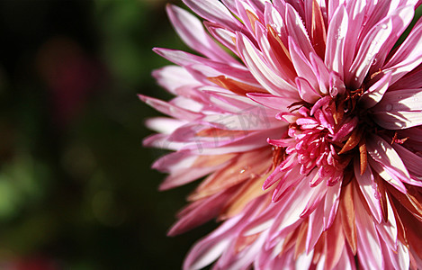 粉色花菊