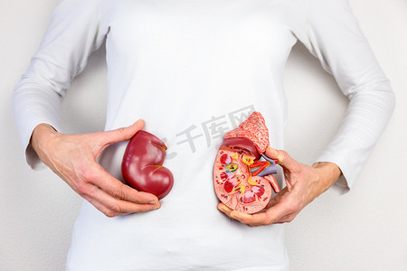 model摄影照片_手里捧着的人类肾脏器官模型在身体
