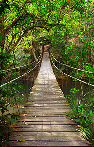 雨桥梁摄影照片_桥接至丛林、 考艾国家公园、 泰国