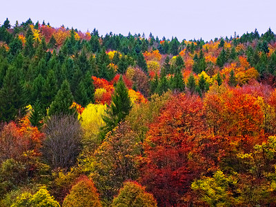 秋天的多彩森林