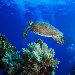 大海龟在深蓝色的大海中翱翔
