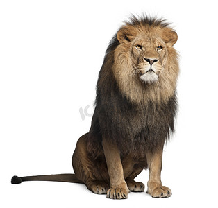 狮子、 中药利奥，8 岁，坐在白色背景前