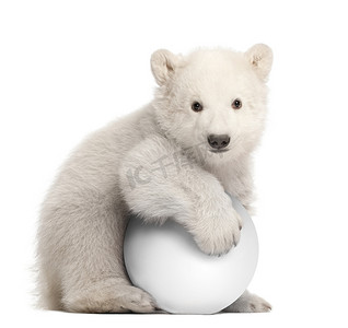 熊类绕杆菌，3 个月大，坐在白色背景下的白球与北极熊幼崽