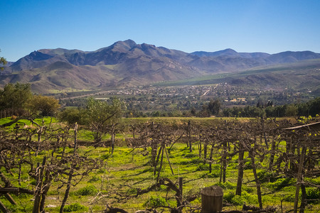 金科斯摄影照片_葡萄藤花转化为葡萄浆果时的葡萄园。智利科金博地区阿塔卡马沙漠安第斯山脉的 elqui valley