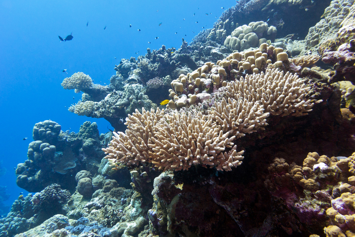珊瑚的分类 软珊瑚 LPS SPS NPS | Duke Yin 尹德磊