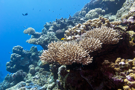 咸摄影照片_在热带海洋-水下珊瑚礁