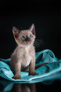 缅甸的小猫。在黑色背景上的肖像