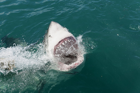 激烈的相扑赛摄影照片_大白鲨