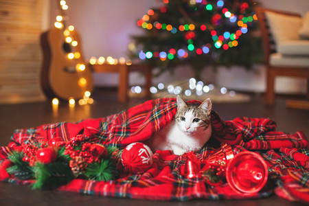 新年会议背景摄影照片_猫在圣诞树下
