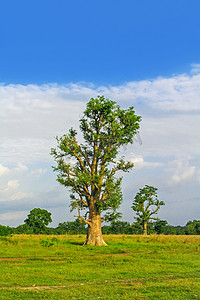 猴面包树附近韦奇奥，加纳非洲景观