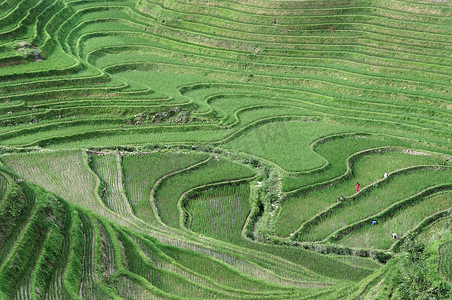 亚洲龙摄影照片_水稻梯田、 桂林中国