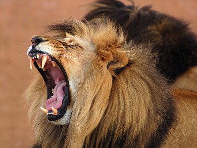 African Lion