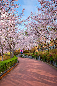 韩文公摄影照片_公园里盛开的樱花小巷