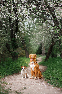花真摄影照片_狗杰克罗素梗犬和狗新斯科舍省鸭寻回犬为背景，白色的花，在果园里走.