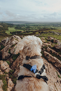 在英国曼丁山的克鲁克峰顶上，一只白狗正坐在那里，看着远处.