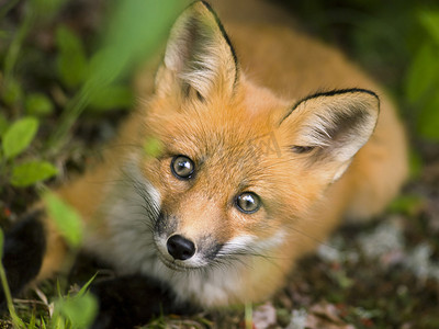 森林摄影照片_哺乳动物红狐狸 c