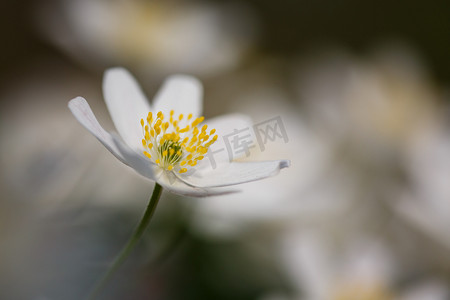 农民工霸气头像摄影照片_Anemone nemorosa flower 