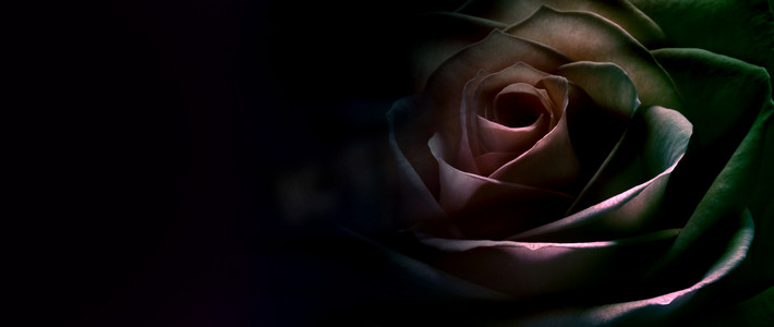 阴沉摄影照片_闷热的玫瑰网站横幅