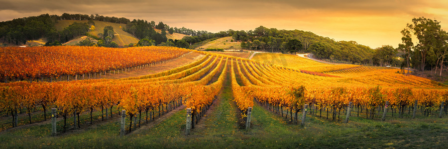 agriculture摄影照片_Golden Vineyard in South Australia