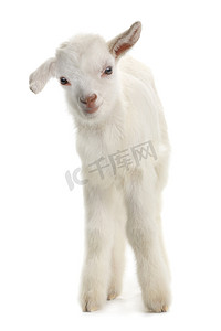7.1建党节摄影照片_white goat kid ( 7 day )
