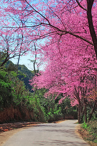 樱花通路在清迈，泰国