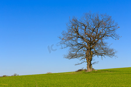 独自一人春天树绿色草地与蓝蓝的天空上