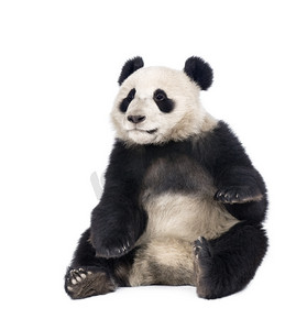 大熊猫logo摄影照片_大熊猫大熊猫 (18 个月)-