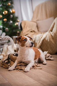 圣诞节活动摄影照片_杰克罗素梗犬狗圣诞节，新年，