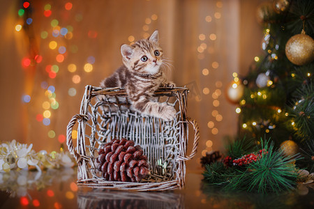 小貓摄影照片_英国小猫，圣诞节和新年