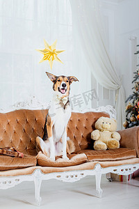 雪摄影照片_圣诞节背景上的狗。新年礼物。圣诞树。寒假