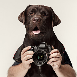 狗摄影师拍照。在白色背景上被隔离.