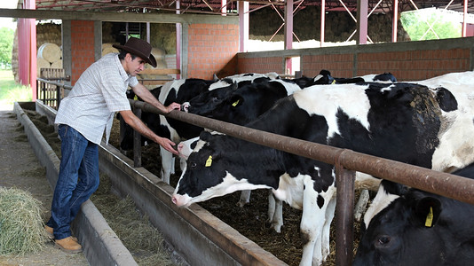 牛的手势摄影照片_在他的牛农场农民