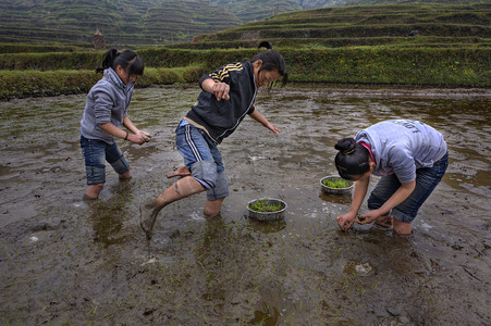 三个亚洲青少年女孩忙种植水稻稻田.