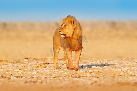 大吉大利天天吃鸡摄影照片_狮子非洲狮子的肖像,潘瑟拉利奥,埃托查Np,纳米比亚,非洲。猫在干燥的自然栖息地,炎热的阳光明媚的日子在沙漠。来自大自然的野生动物场景.
