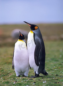 殖民地的皇帝 pinguins