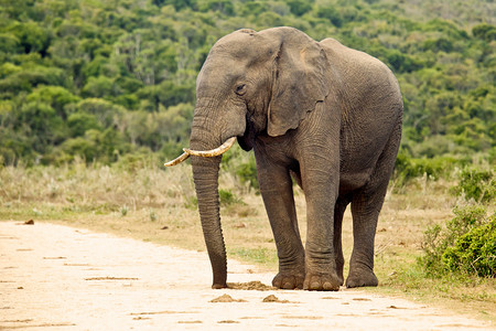 大象站在一条石子路上