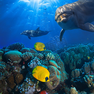 水下的场面与两个海豚和珊瑚背景的黄色小鱼
