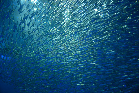 很多水里动物摄影照片_群银色的鱼
