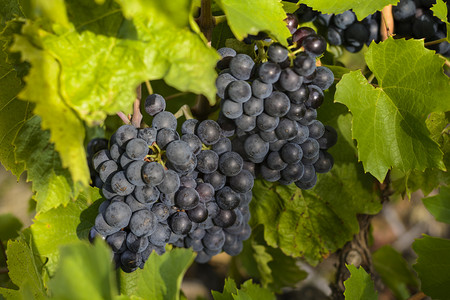 红酒酒摄影照片_在收获前的葡萄园的葡萄