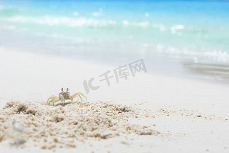 海洋主题易拉宝摄影照片_海滩沙滩上的螃蟹，夏天的概念.