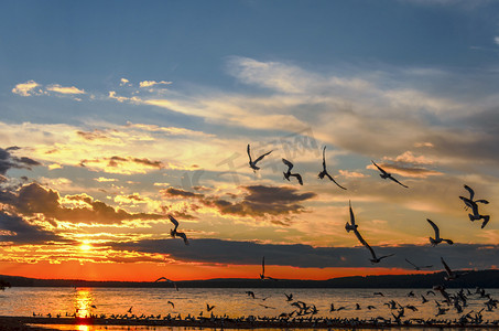 海鸥在阿尔伯特亲王国家公园的夏日日落中飞越 Waskesiu 湖