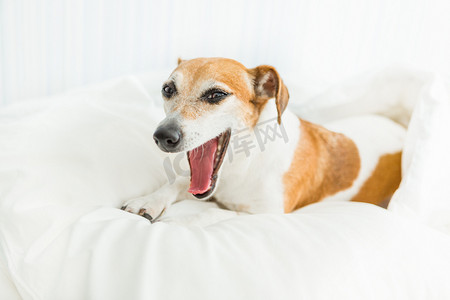狗躺在白色的床上和 Yawning