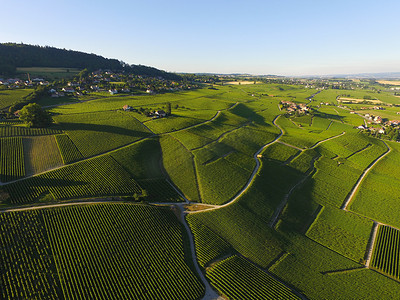 葡萄园领域的空中在洛桑和日内瓦之间在瑞士