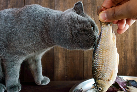 偷食物的猫摄影照片_手拿着一条活鱼 （鲤鱼） 和一只猫想要吃掉它.