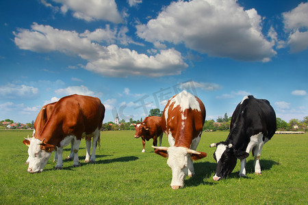 写相册优美文字摄影照片_奶牛在牧场上吃草