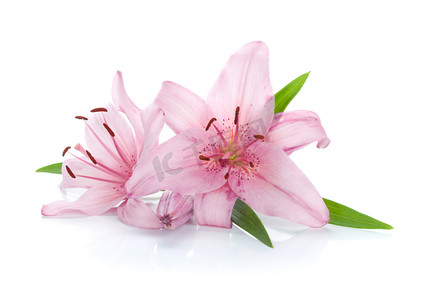 kvetina摄影照片_两个粉红色的百合鲜花