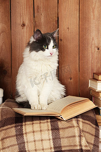 猫咪洗护摄影照片_可爱的猫咪坐在格子上的书 