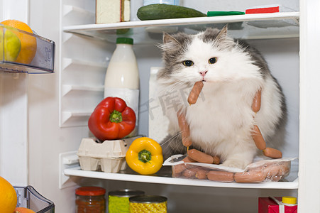 diet摄影照片_cat steals sausage from the refrigerator