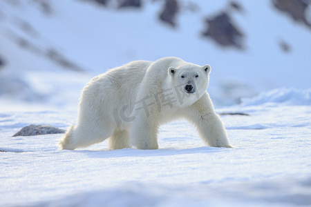 北极哨所摄影照片_雪地里的北极熊