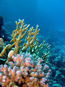 摄影照片_火与硬珊瑚底部的红海珊瑚礁
